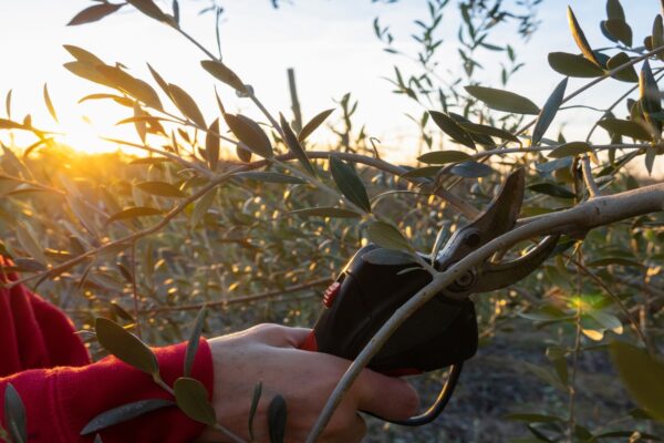 persona che pota albero di olivo