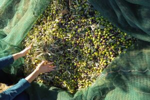 olive raccolte a mano