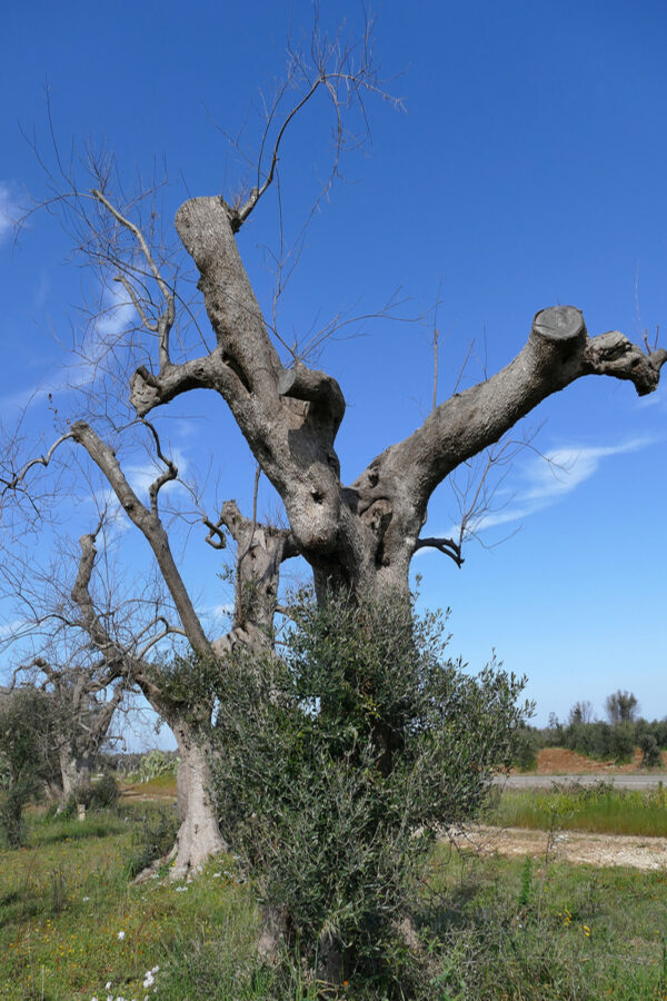 albero di ulivo capitozzato