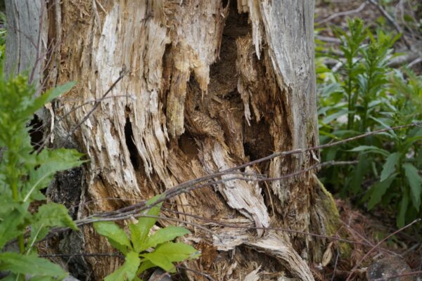 tronco di albero di ulivo malato