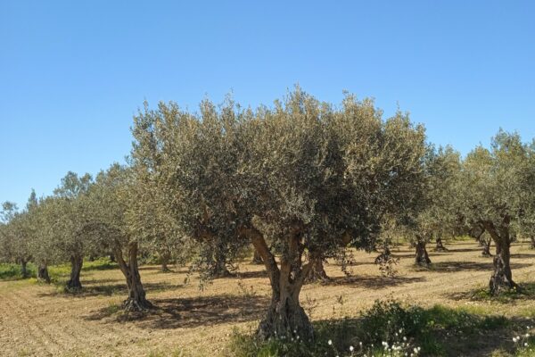 alberi di olivo