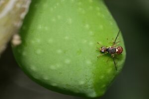 mosca dell'olivo