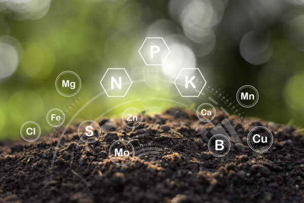 concimi e micronutrienti per olivo