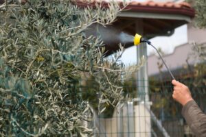 concime spruzzato su albero di olivo
