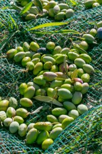 cascola olive