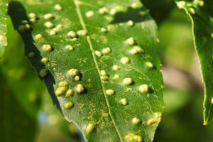 galle sulle foglie causate dalla cecidomia
